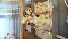 Die Nordreportage: Hofgeschichten