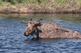 Yellowstone Wardens: The Big Bully