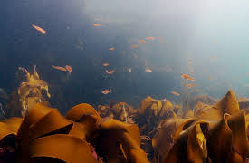 EcoEye with Duncan Stuart: Seaweed Matters