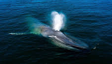 Wildes Kalifornien (2/2)