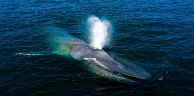 13:15: Wildes Kalifornien | MDR Fernsehen | 11/15 2025