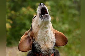 Dog Training 101: Managing Barking