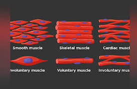How We Move: The Gross Anatomy of Motion: Muscles as Systems for Motion and Support