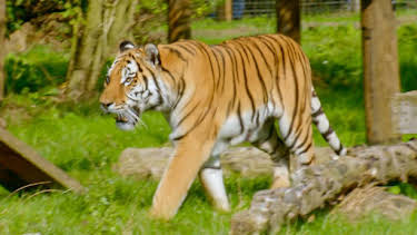 12:35 PM: Go Wild (S2) | Cbeebies | 4/5 2026