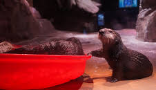 The Aquarium (S2 E7)