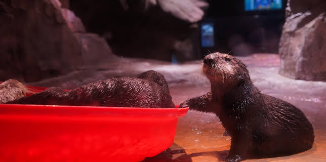 07:40: The Aquarium (S2 E7) (S2) | Animal Planet | 12/24 2025