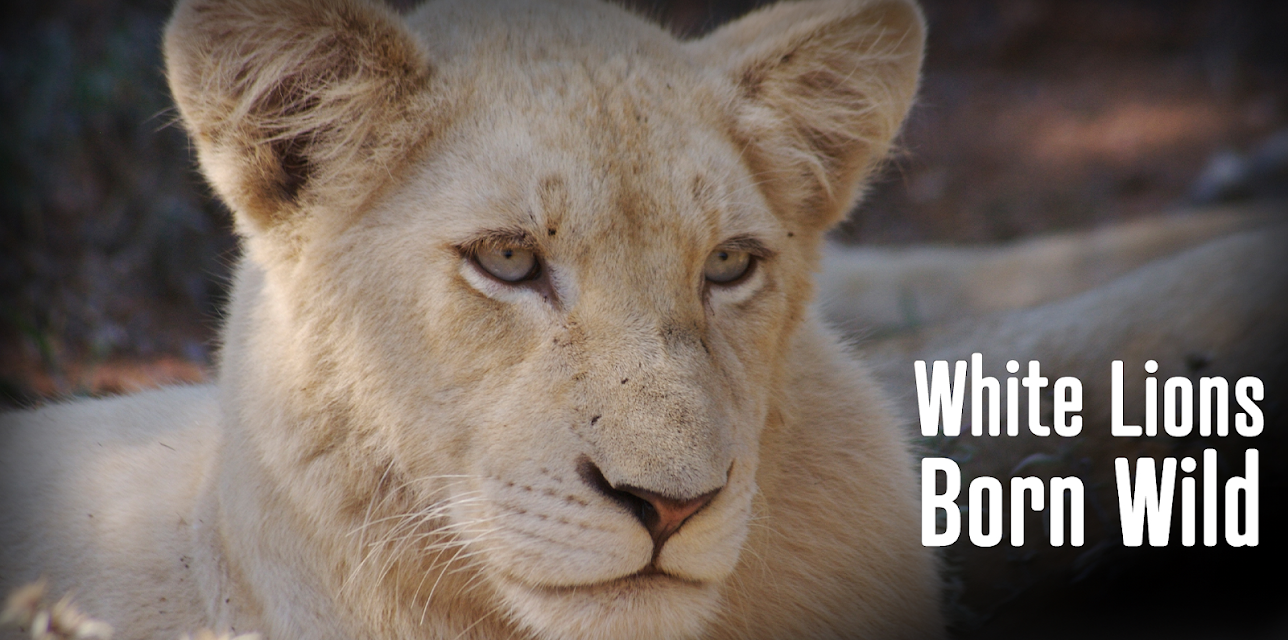 White Lions: Born Wild | S1