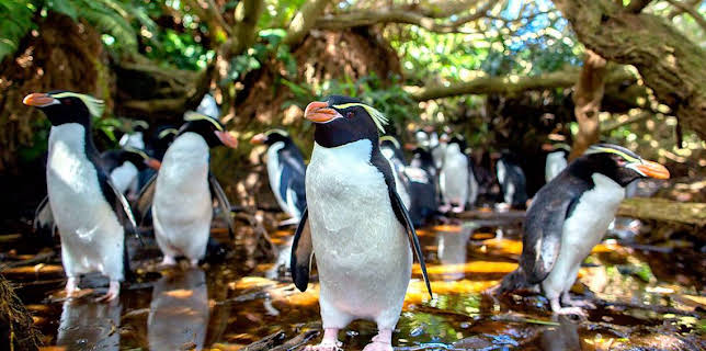 3:30 PM: New Zealand: Earth's Mythical Islands | BBC Two | 3/9 2026