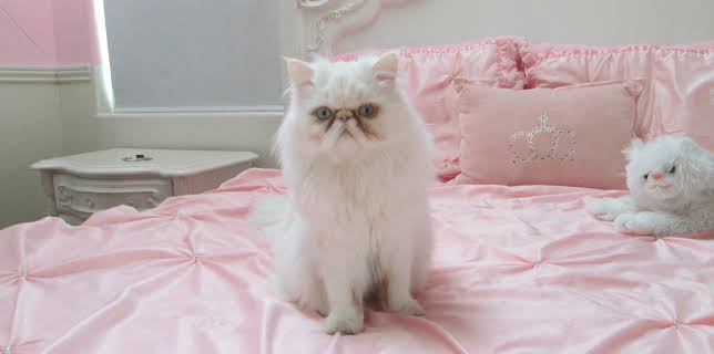 16:00: My Cat From Hell (S6 E3) (S6) | Animal Planet | 2/11 2026