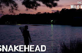 The Wild Way: The Wild Way | Snakehead