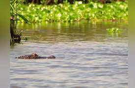 Rat B*stards: The Molotov Cocktail Episode