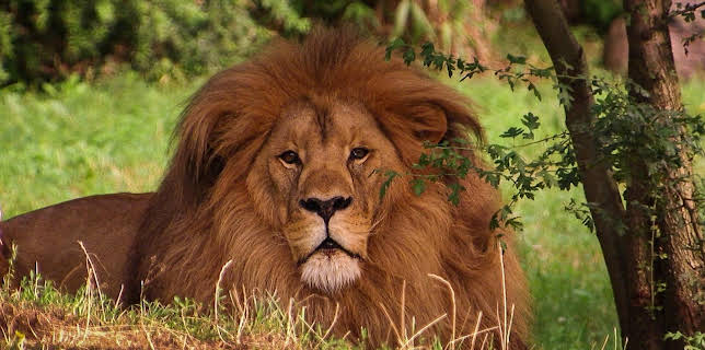 10:35: Elefant, Tiger & Co. (345) | MDR Fernsehen | 3/24 2026