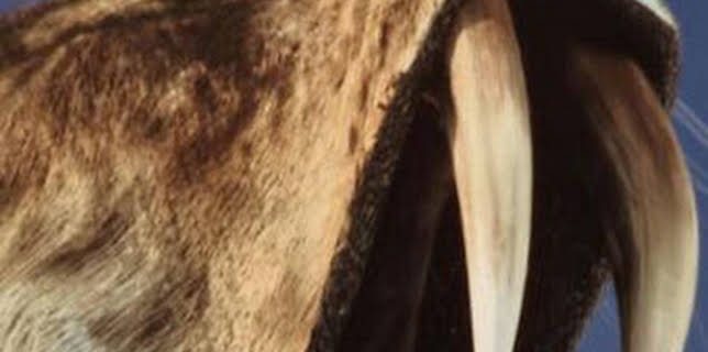 01:21: Prehistóricos y letales: Bestias acuáticas | Discovery Max | 2/18 2026