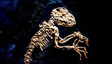 Grube Messel - Schatzkammer der Urzeit