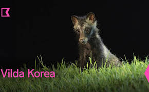 Vilda Korea