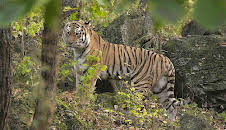 Der Sibirische Tiger