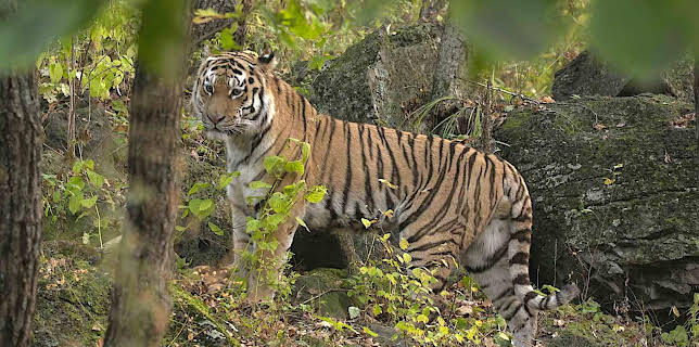 02:10: Der Sibirische Tiger | RBB Fernsehen | 1/28 2026