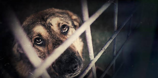 2:30 AM: Rescue Roulette: Dogs from Abroad | BBC News | 8/2 2025