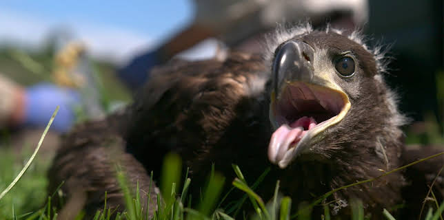 17:15: Hanseblick - Seeadler | Radio Bremen | 1/24 2026