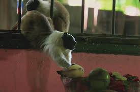 Wildest Survival: 1. Livet i miniatyr