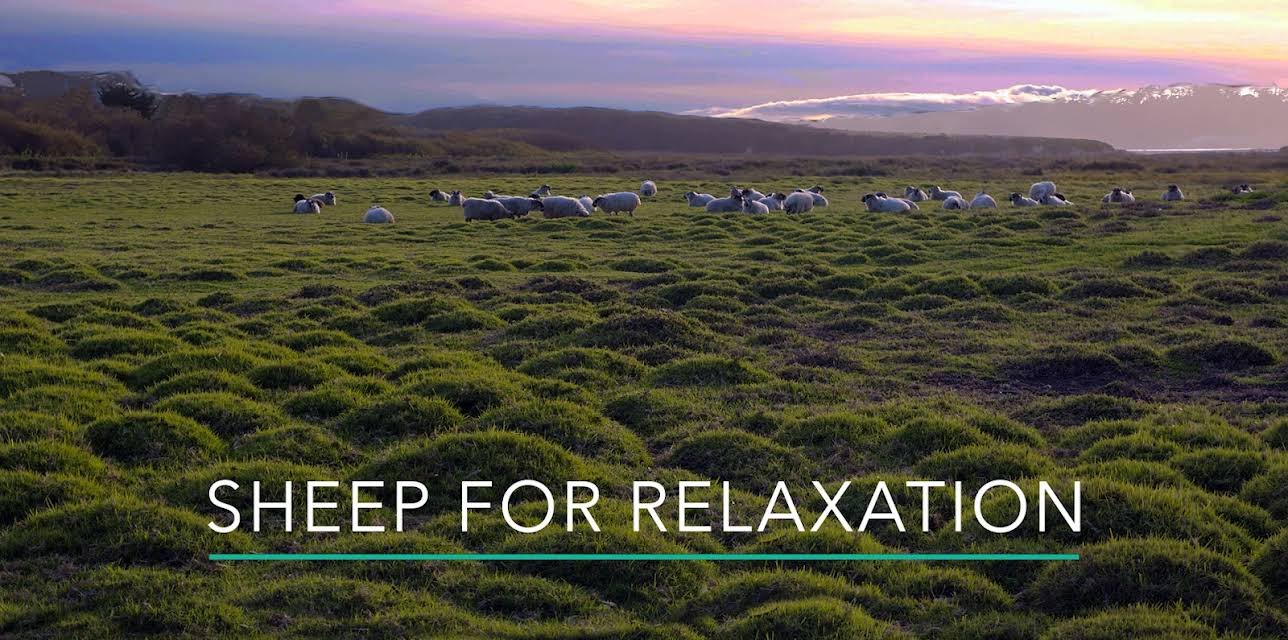 30 Minutes of Sheep for Relaxation