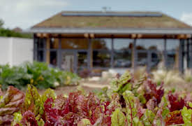 Grow, Cook, Eat: Salads