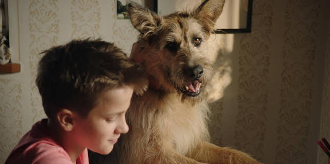 09:05: Racko - Ein Hund für alle Fälle (7) | Das Erste | 2/1 2026