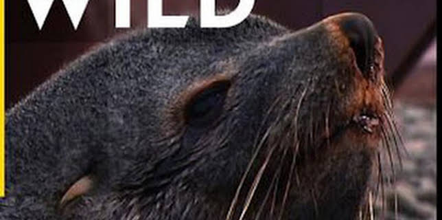 08:30: Islas gélidas: Islas gélidas 2 | Nat Geo Wild | 12/28 2025