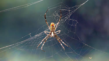 02:30: Wild Australia (S1 E2) (S1) | Animal Planet | 11/8 2025