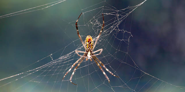 01:30: Wild Australia (S1 E2) (S1) | Animal Planet | 11/8 2025
