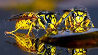 11:55: Sind Wespen Gamechanger der Evolution? | Radio Bremen | 9/22 2026