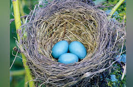 The Scientific Wonder of Birds: Nests and Eggs: A Home in the Sticks