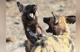 Dogs: The Untold Story: Stronger Together