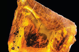 Practical Geology: Reading Fossils: Life in the Geologic Past