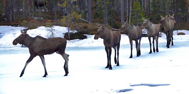 16:10: Den store elgvandringen | NRK 2 | 11/5 2025