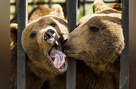 Project Grizzly Season 1: Into the Wild