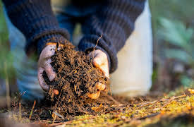 The Hidden Power of Microbes: How Plants and Microbes Feed the World