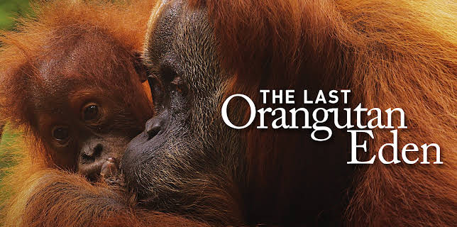 The Last Orangutan Eden