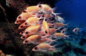 Wild Caribbean: Secret Shores