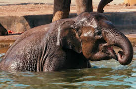 Vantara: Sanctuary Stories, Season 1: Building a Sanctuary