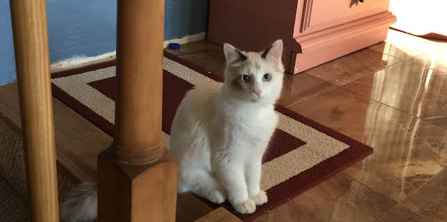 08:30: Dyrlegen i Rocky Mountain (S3 E8) (S3) | Animal Planet | 1/12 2026