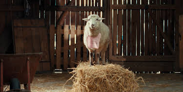 23:55: SHEEP | ZDF | 8/24 2026