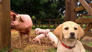 6:00 PM: Treubh an Tuathanais (Big Barn Farm) (S2) | BBC Alba | 1/30 2026