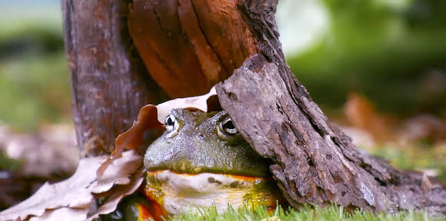 17:20: Rosin og Bolle: Gjemseldag | NRK 3 | 2/8 2026