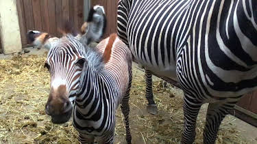 16:10: Elefant, Tiger & Co. (505) | Das Erste | 4/27 2026