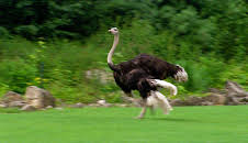 Elefant, Tiger & Co. (265)