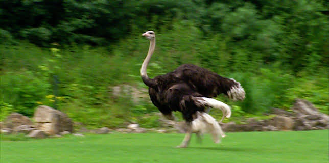 14:25: Elefant, Tiger & Co. (265) | MDR Fernsehen | 3/4 2026