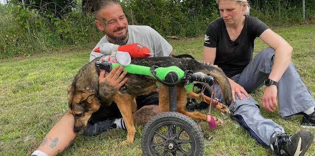 19:10: Harte Hunde - Ralf Seeger greift ein | VOX | 1/31 2026