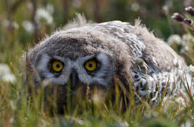 Nature's Greatest Talents, Season 1: Masters of Disguise