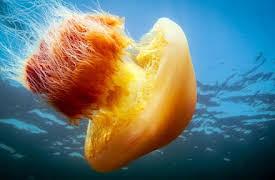 Stillehavet - verdens vildeste hav: Episode 1